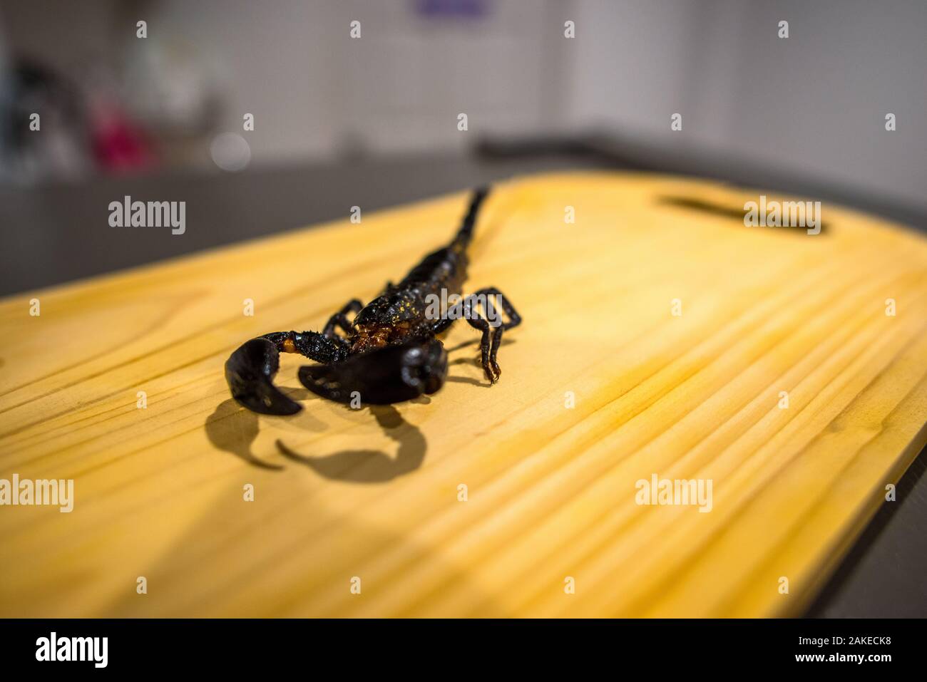 Bangkok/Thailand-December 2019: Close up shot from a roasted scorpion ...