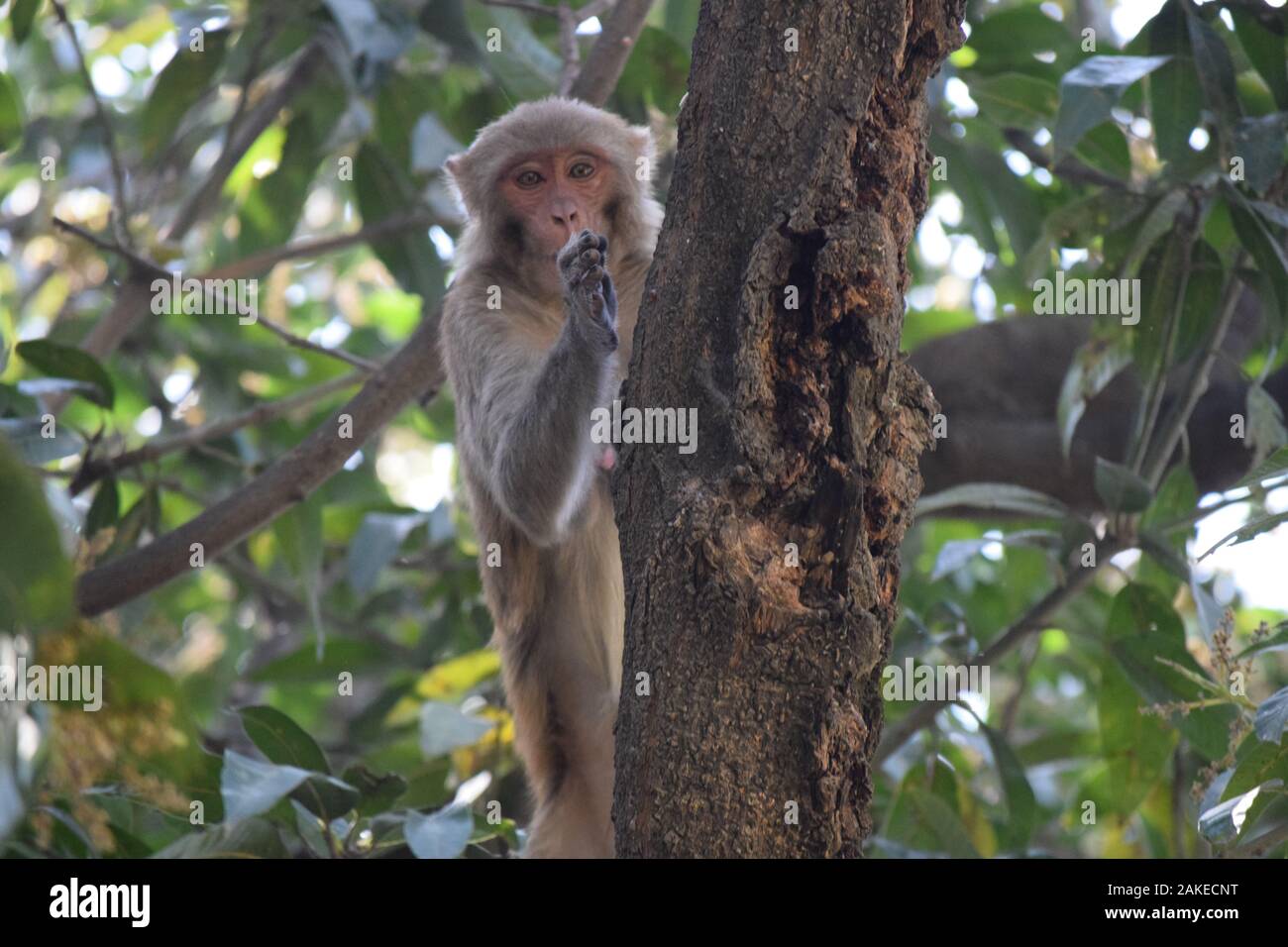 Monkey Posing on tree Stock Photo