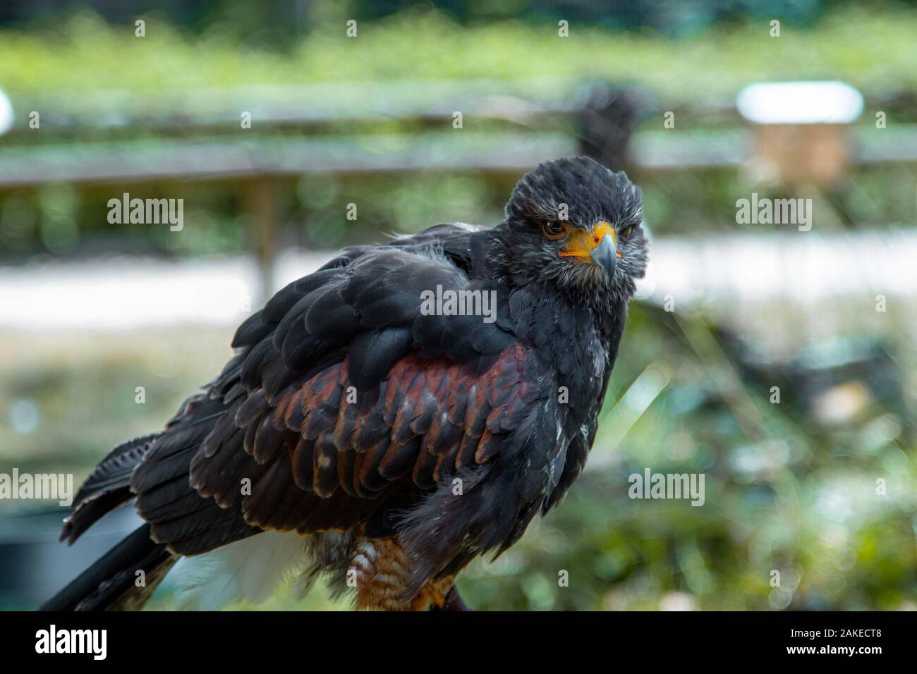 Adler mit blick in die Kamera Stock Photo