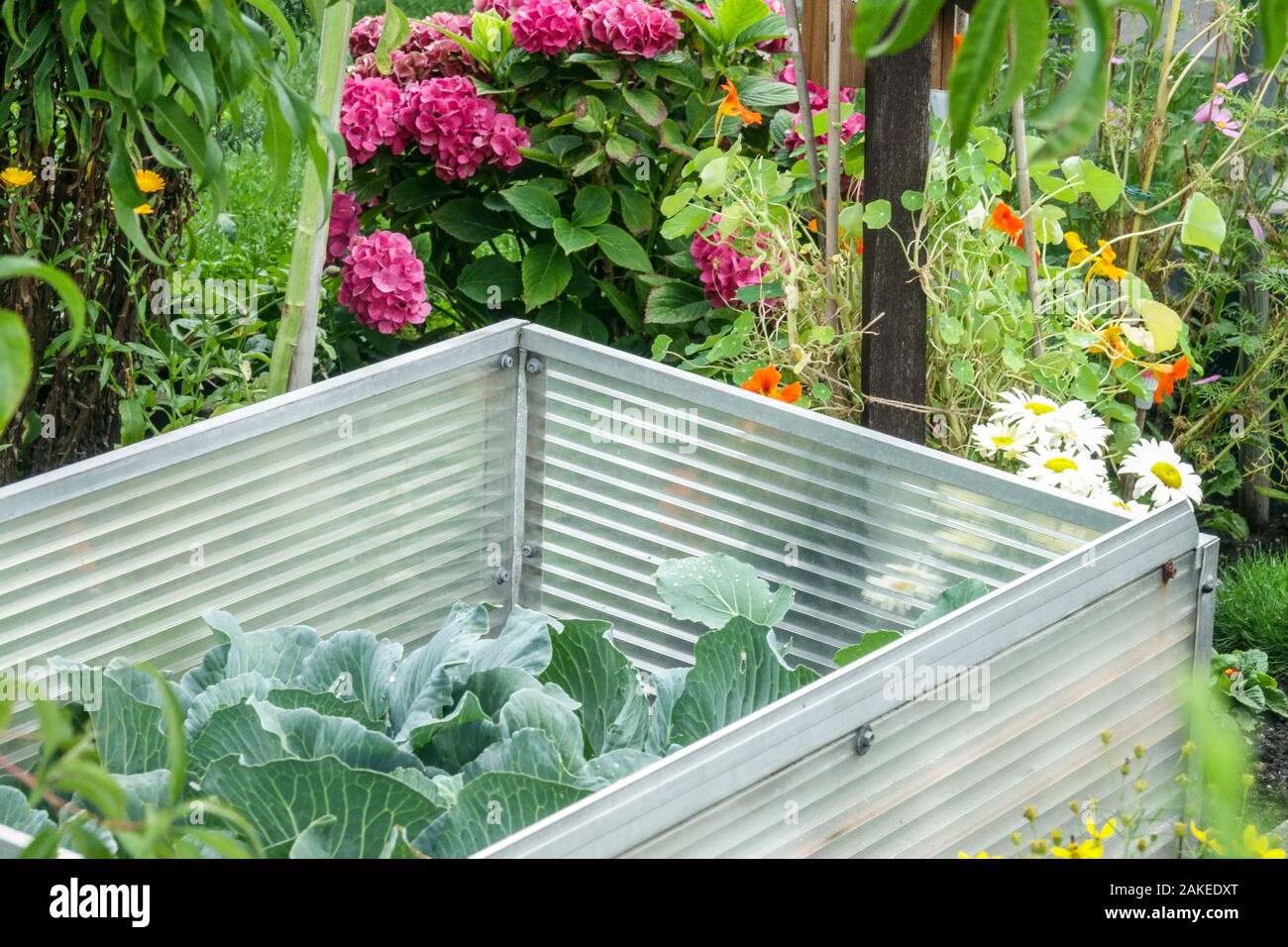 Hotbed in late summer, cabbage, flowers Vegetable patch plot cold frame in garden growing vegetables Stock Photo