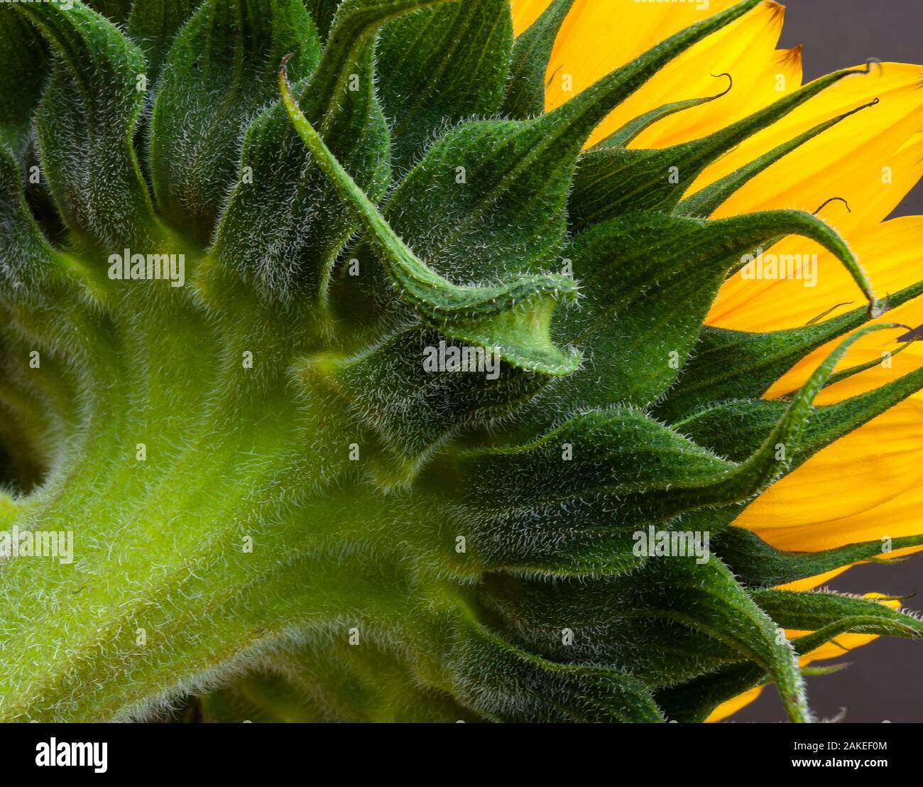 The rear of a sunflower. Stock Photo