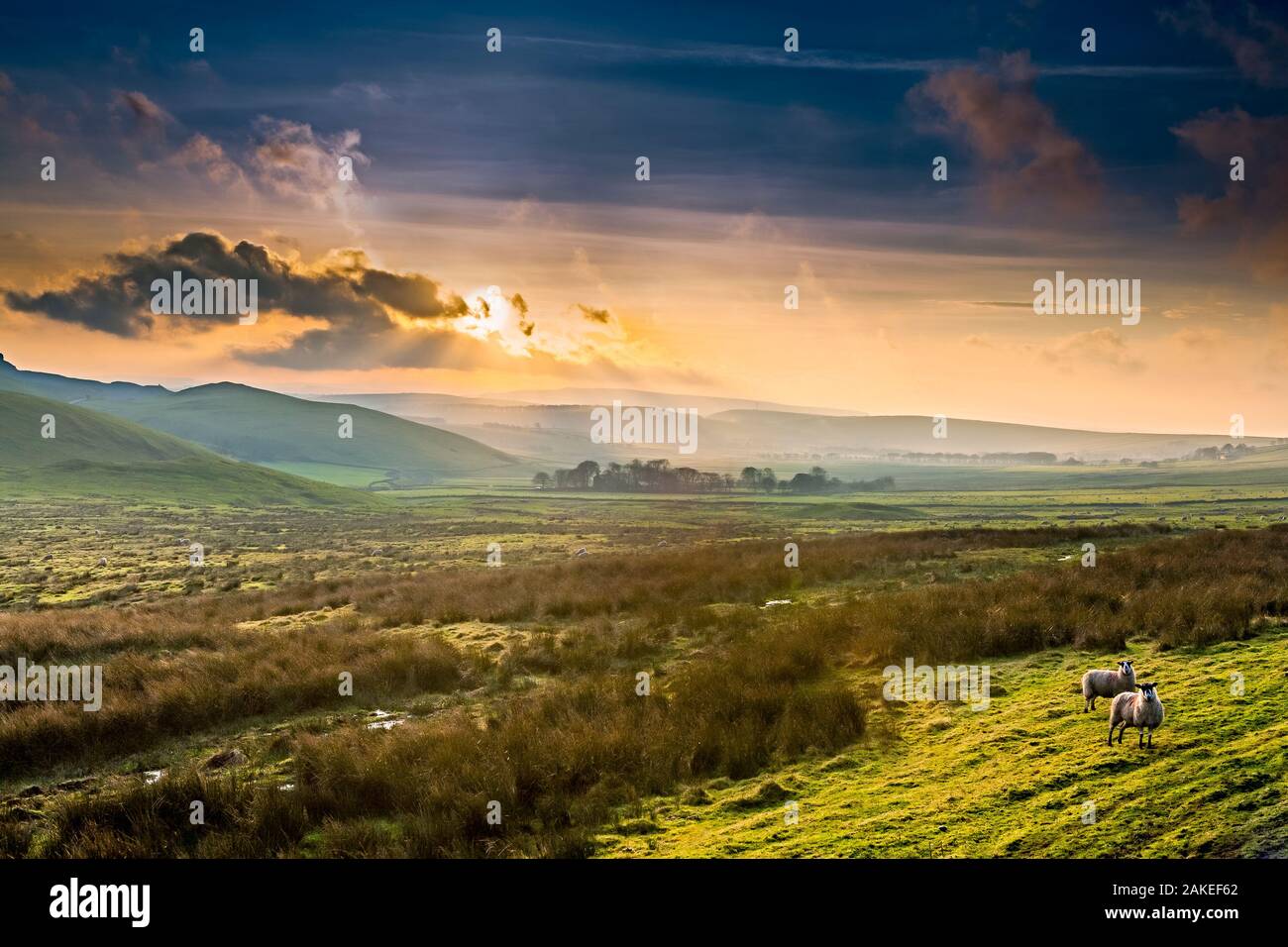 Sheep on a moorland farm in the Derbyshire Peak District Stock Photo Alamy