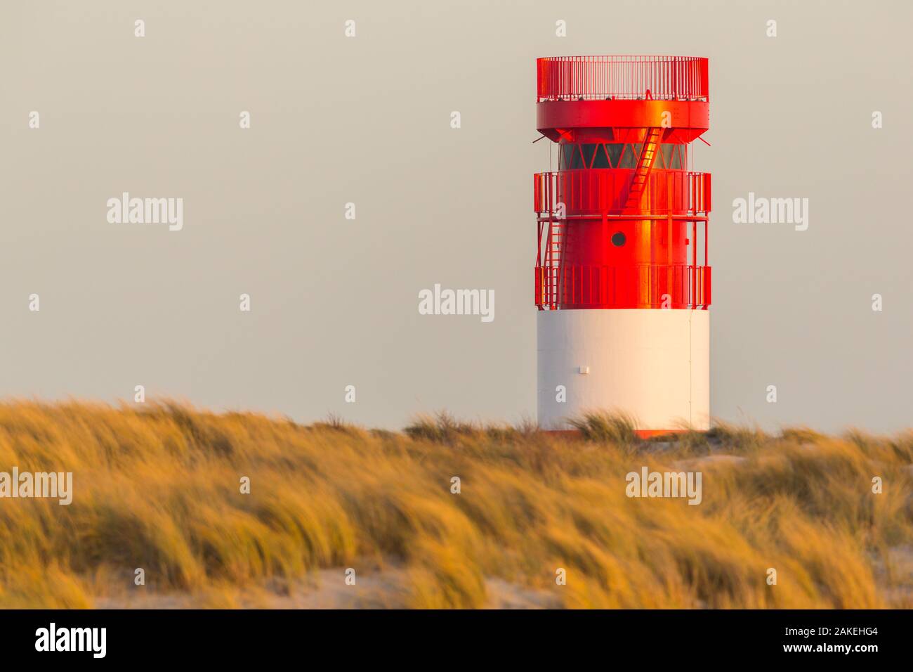 red white lighthouse on Helgoland Duene island in evening sunlight, grassland Stock Photo