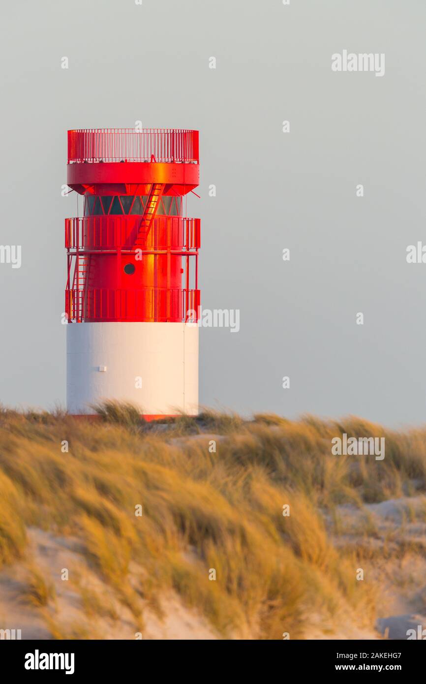 red white lighthouse on Helgoland Duene island in evening sun, golden grassland Stock Photo