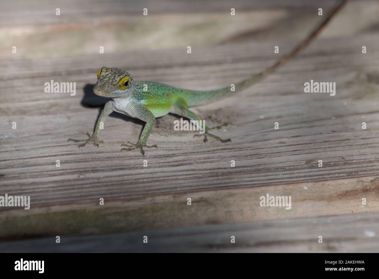 A little Green Tree Lizard on the Caribbean island of Antigua Stock Photo