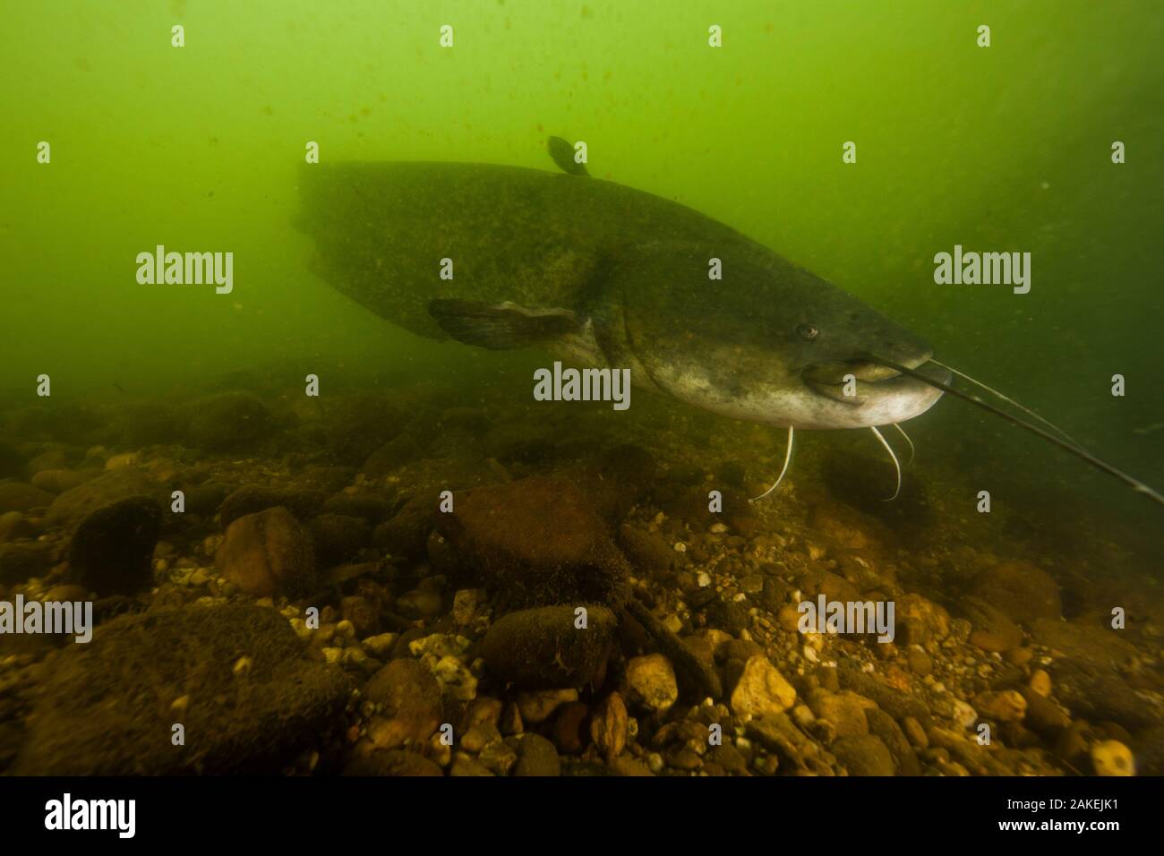 Wels catfish (Silurus glanis) underwater, Tarn River, France August Stock Photo