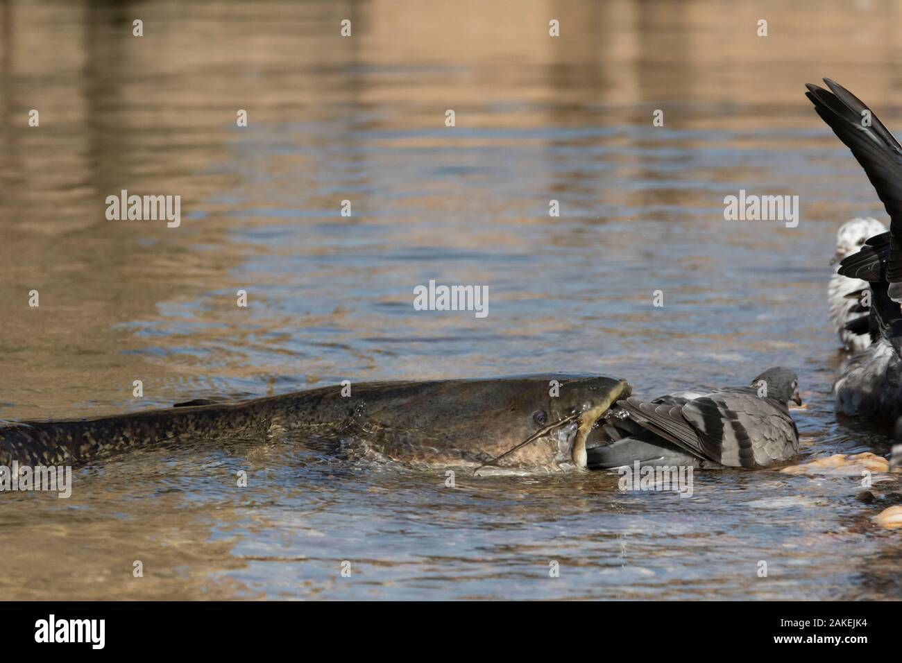 Wels catfish (Silurus glanis) catching Feral pigeon (Columba livia) by lunging on the riverbank, Tarn River, France August Stock Photo