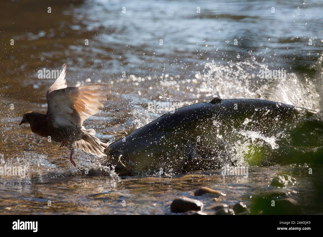 Wels catfish (Silurus glanis) hunting Feral pigeon (Columba livia) by lunging on the riverbank, Tarn River, France August Stock Photo