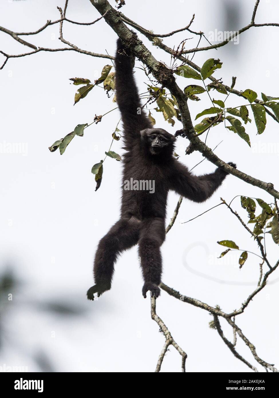 Skywalker hoolock gibbon, (Hoolock tianxing) young male, Xiangbai mountains, Yunnan, China. Stock Photo