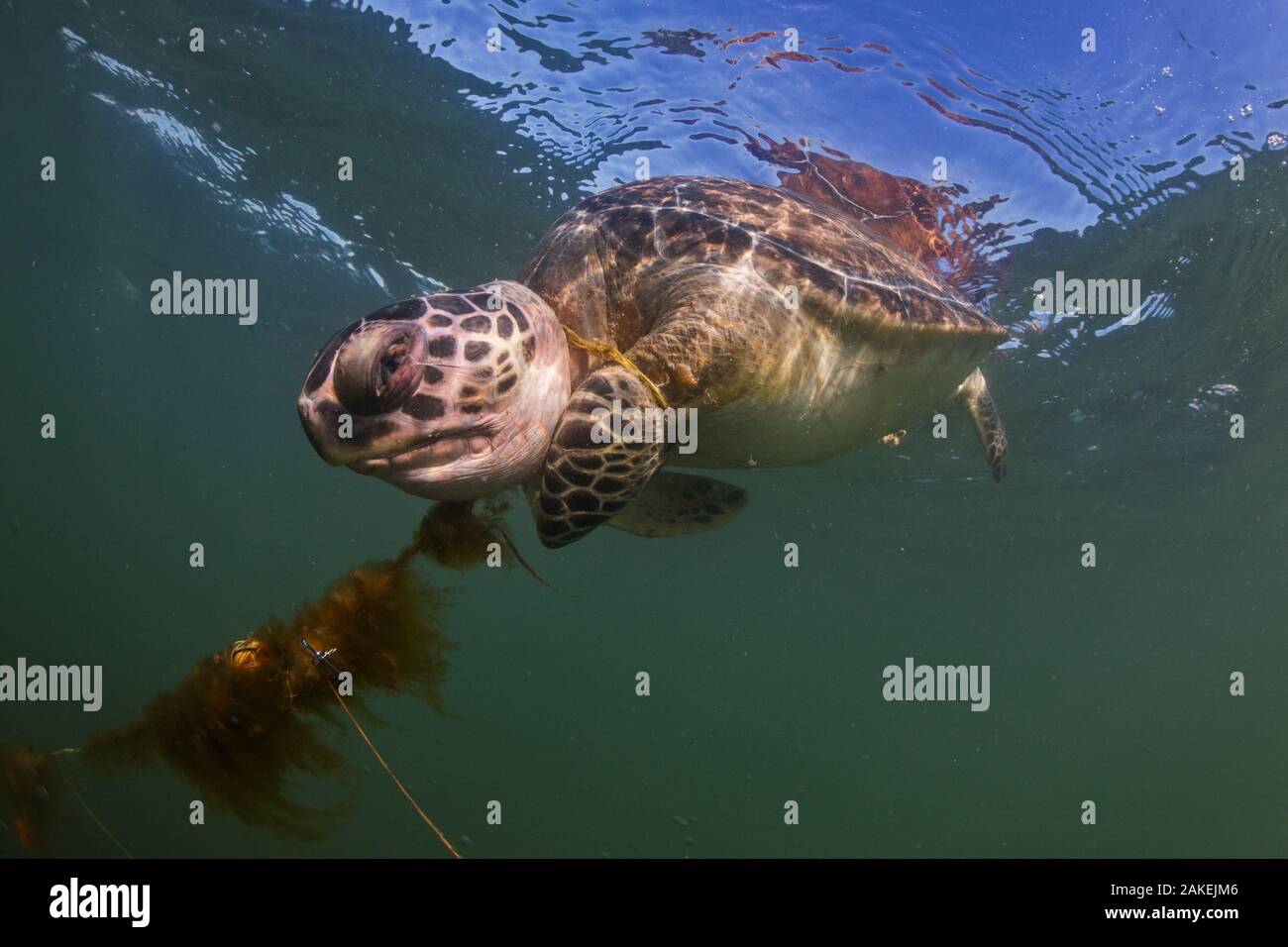 Green sea turtle (Chelonia mydas) entangled and drowned in the Brazos Santiago ship channel, Isla Blanca Park, South Padre Island, Texas, USA, May. Stock Photo