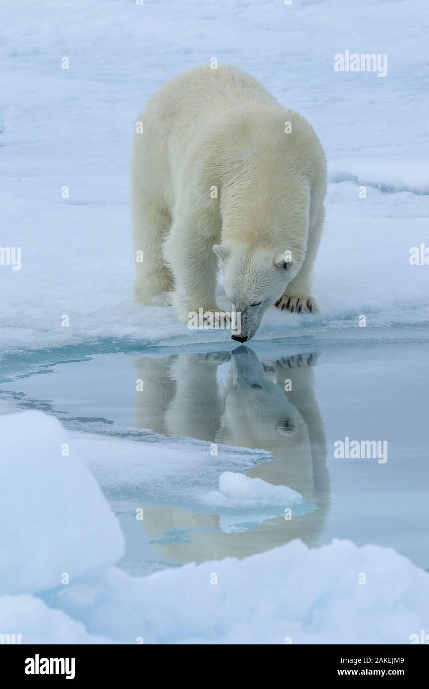 Polar bear (Ursus maritimus) standing on pack ice at the water's edge, Svalbard, Norway. June. Stock Photo