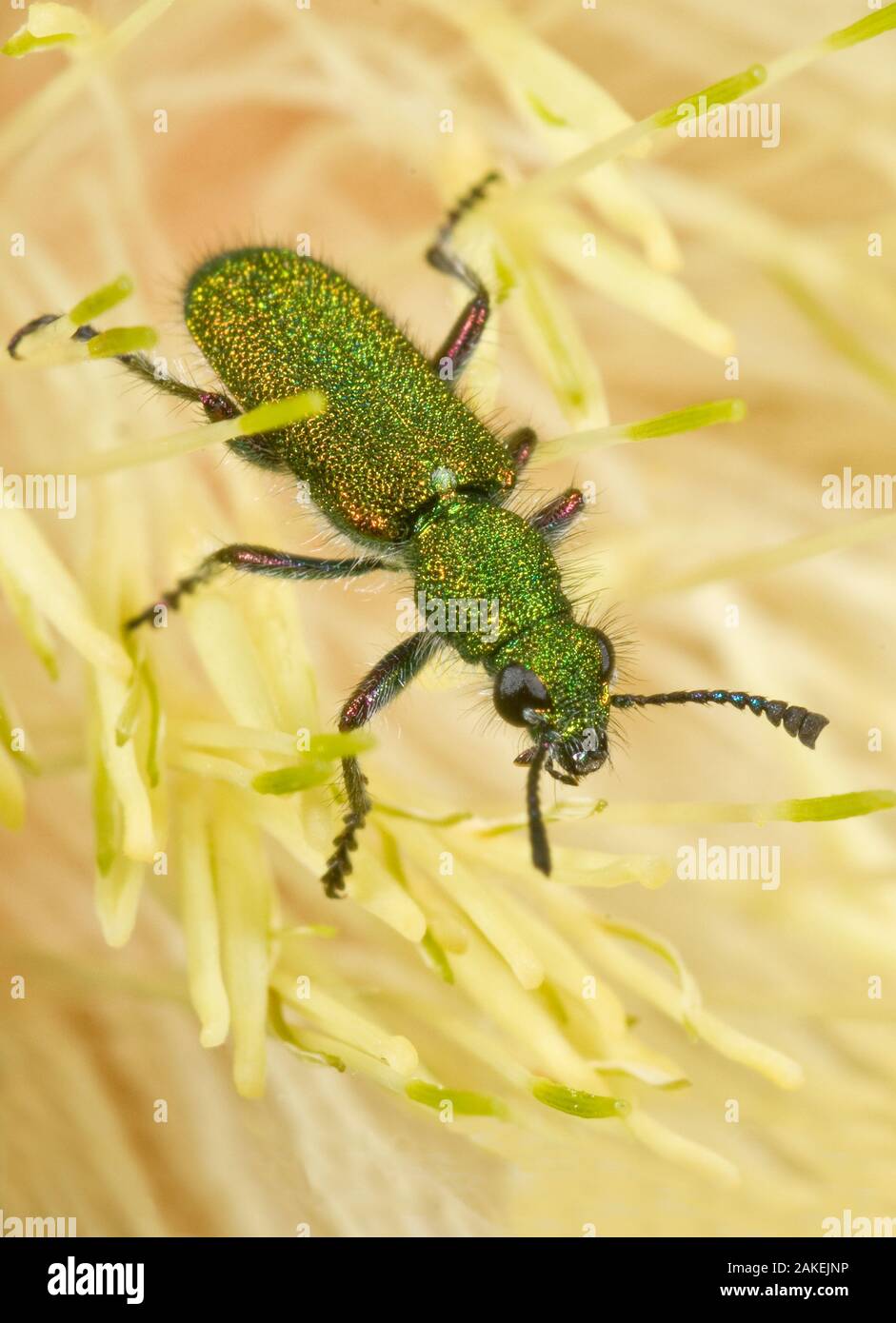 Green clerid Beetle (Eleale aulicodes) in flower, Lesueur National Park, Western Australia. Stock Photo