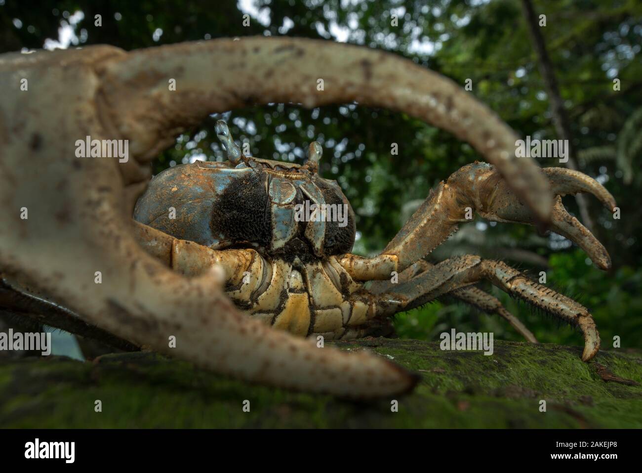 White forest crab (Cardisoma armatum) portrait, seen through claw, Island of Principe UNESCO Biosphere Reserve, Democratic Republic of Sao Tome and Principe, Gulf of Guinea. Stock Photo