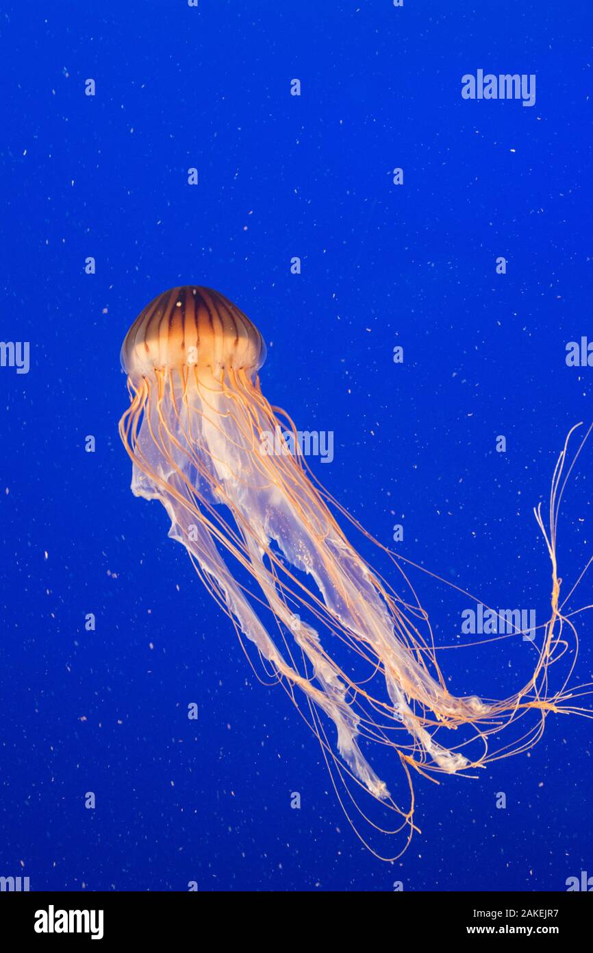 Pacific Sea nettle jellyfish (Chrysaora fuscescens), captive, Vancouver, Canada. Stock Photo