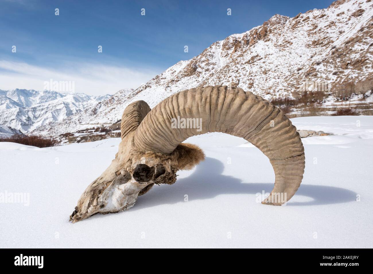 Skull of male Urial sheep (Ovis vignei) on snow covered slope. Himalayas near Ulley, Ladakh, India. Stock Photo