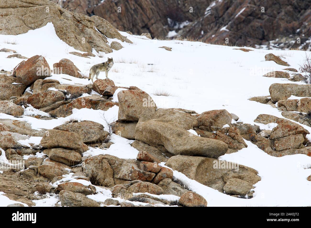 Wolf (Canis lupus) male on rocky snow covered slopes. Ulley Valley in the Himalayas, Ladakh, India. Stock Photo