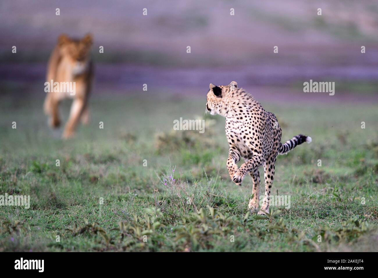 Lioness (Panthera leo) chasing away Cheetah (Acinonyx jubatus) Serengeti / Ngorongoro Conservation Area (NCA) near Ndutu, Tanzania. Stock Photo