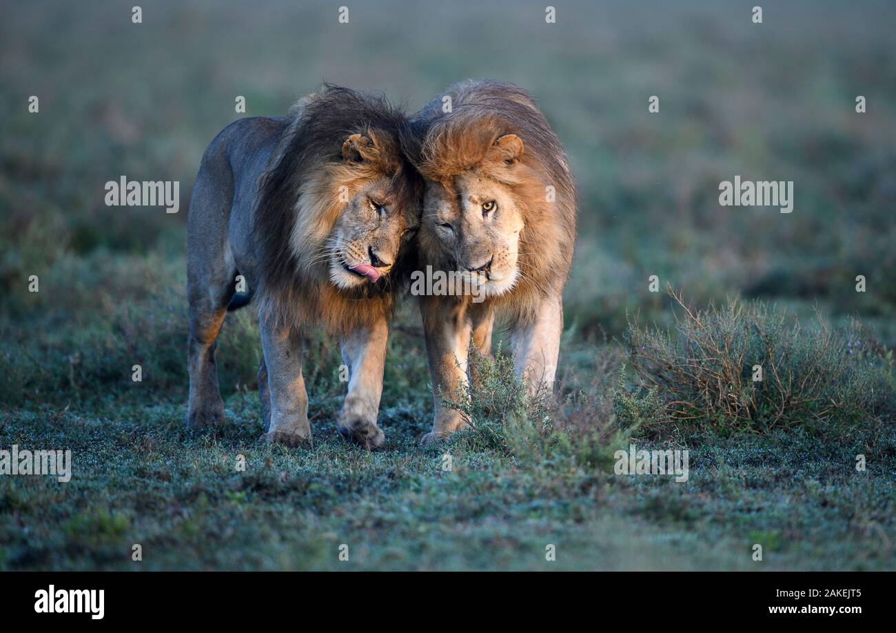 Lions (Panthera leo) - two brothers patrolling territorial boundary, affectionate behaviour, border of Serengeti / Ngorongoro Conservation Area (NCA) near Ndutu, Tanzania. Stock Photo