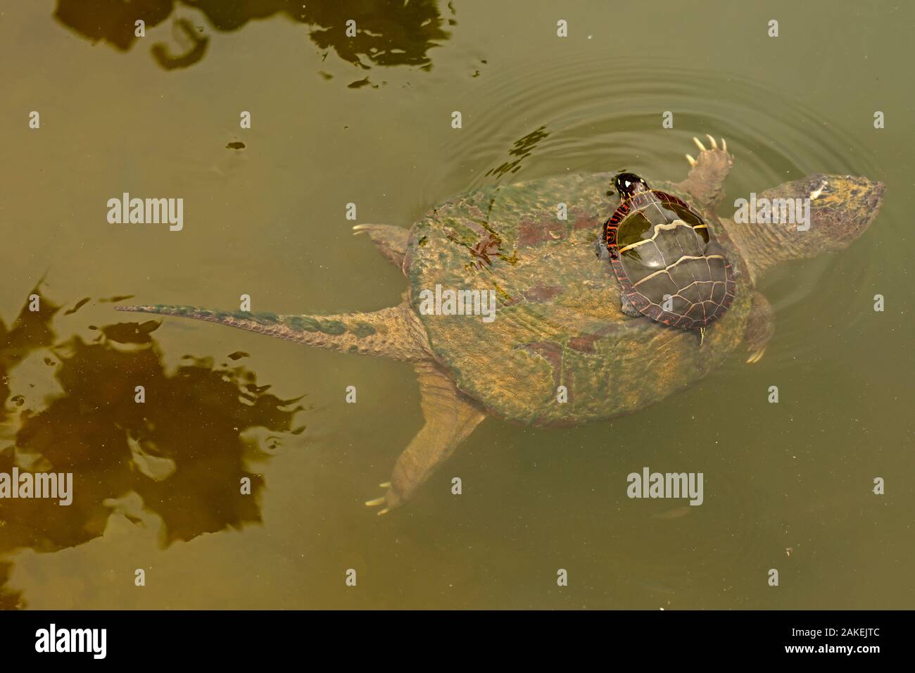Snapping turtle (Chelydra serpentina) with Painted turtle (Chrysemys picta) feeding on algae on the back of the snapper,  Maryland, USA. August. Stock Photo