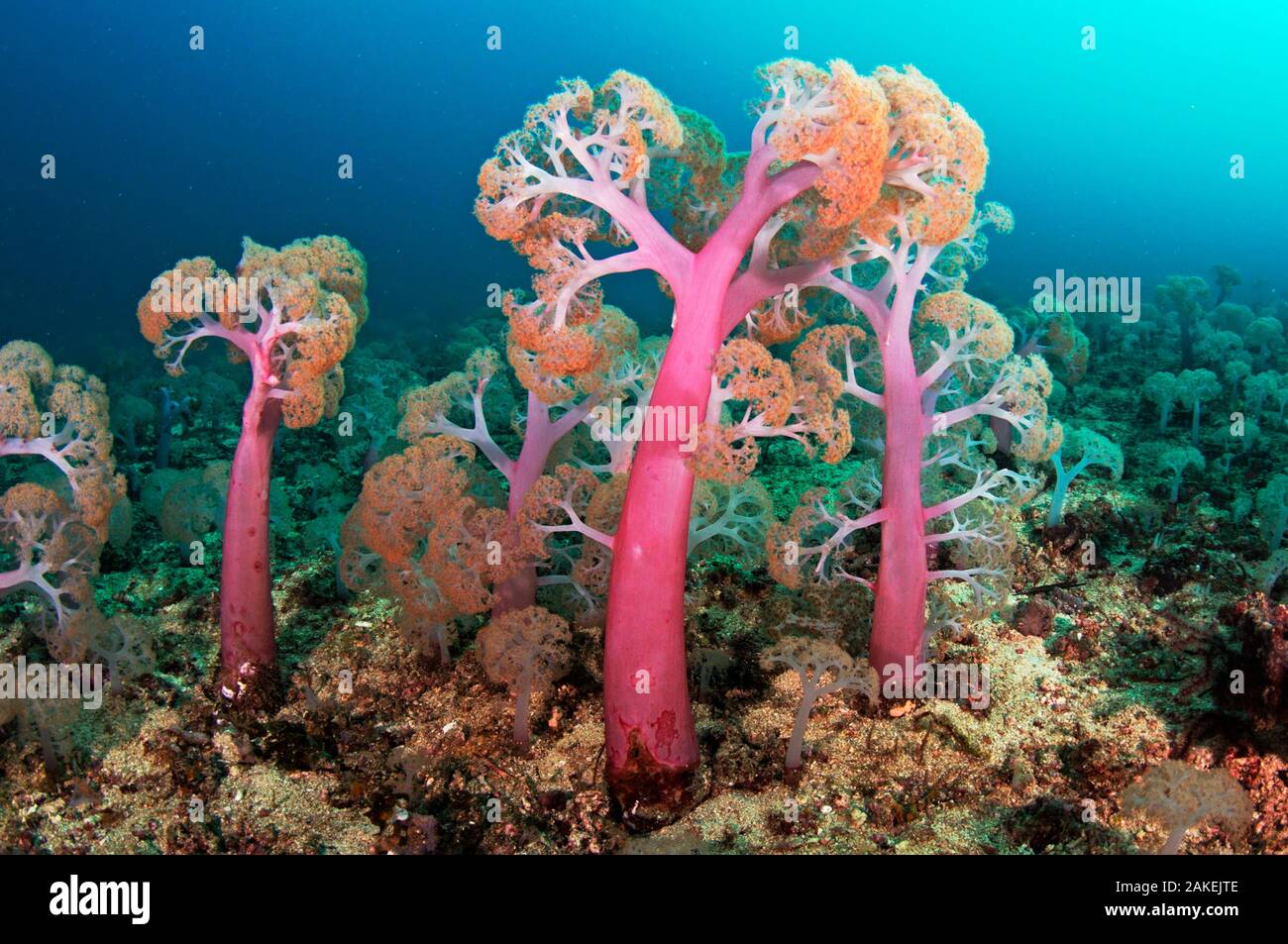 Flower tree soft corals (Umbellulifera sp.), Triton Bay, near Kaimana, West Papua, Indonesia Stock Photo