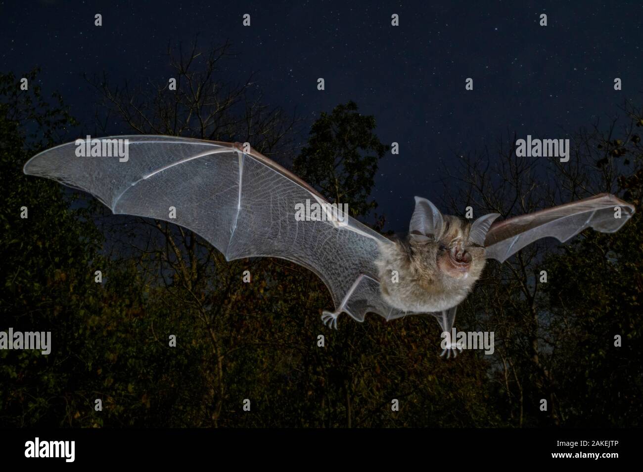 Bat Maputo Horseshoe bat (Rhinolophus lobatus) in flight, ** Chitengo, Gorongosa ...