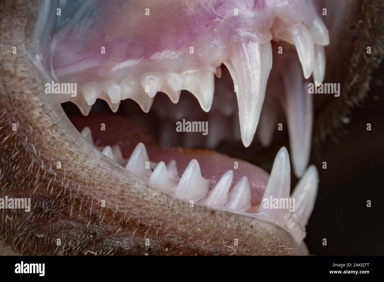 Bat teeth hi-res stock photography and images - Alamy
