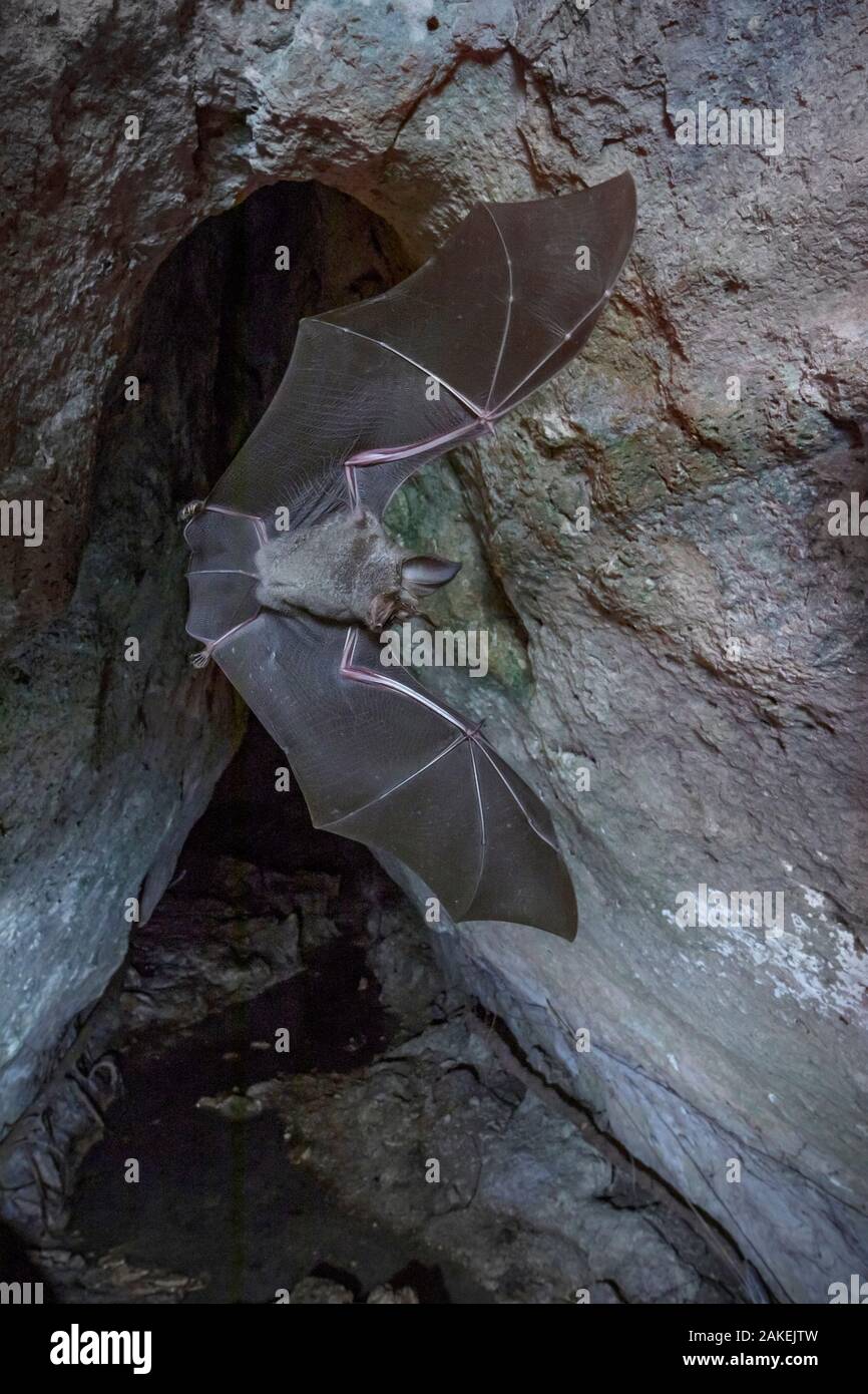 Bat Maputo Mozambican horseshoe bat (Rhinolophus mossambicus) in flight, Codzo ...