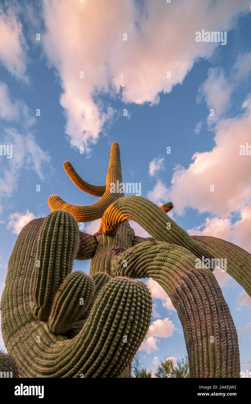 Twisted Saguaro cactus (Carnegiea gigantea) Catalina State Park, near Tucson, Arizona, USA, September. Stock Photo