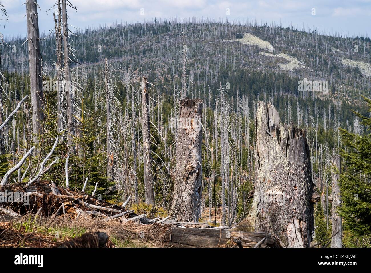 Dead forest hit by bark beetles, Lusen mountain, Bavarian Forest National Park, Germany, May. Stock Photo