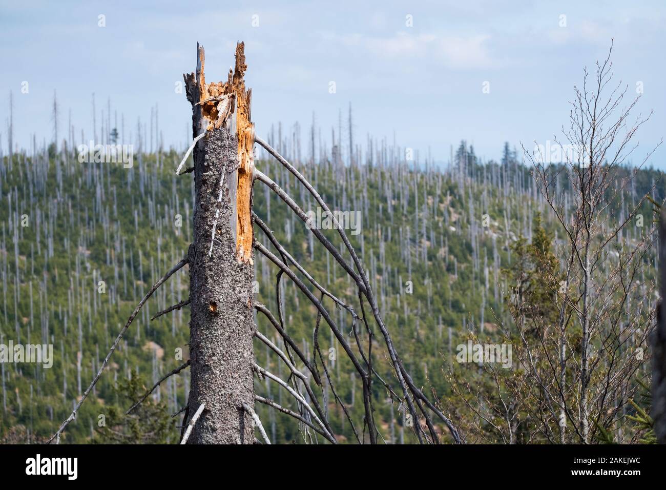 Dead tree hit by bark beetles, Lusen mountain, Bavarian Forest National Park, Bavaria, Germany, May. Stock Photo