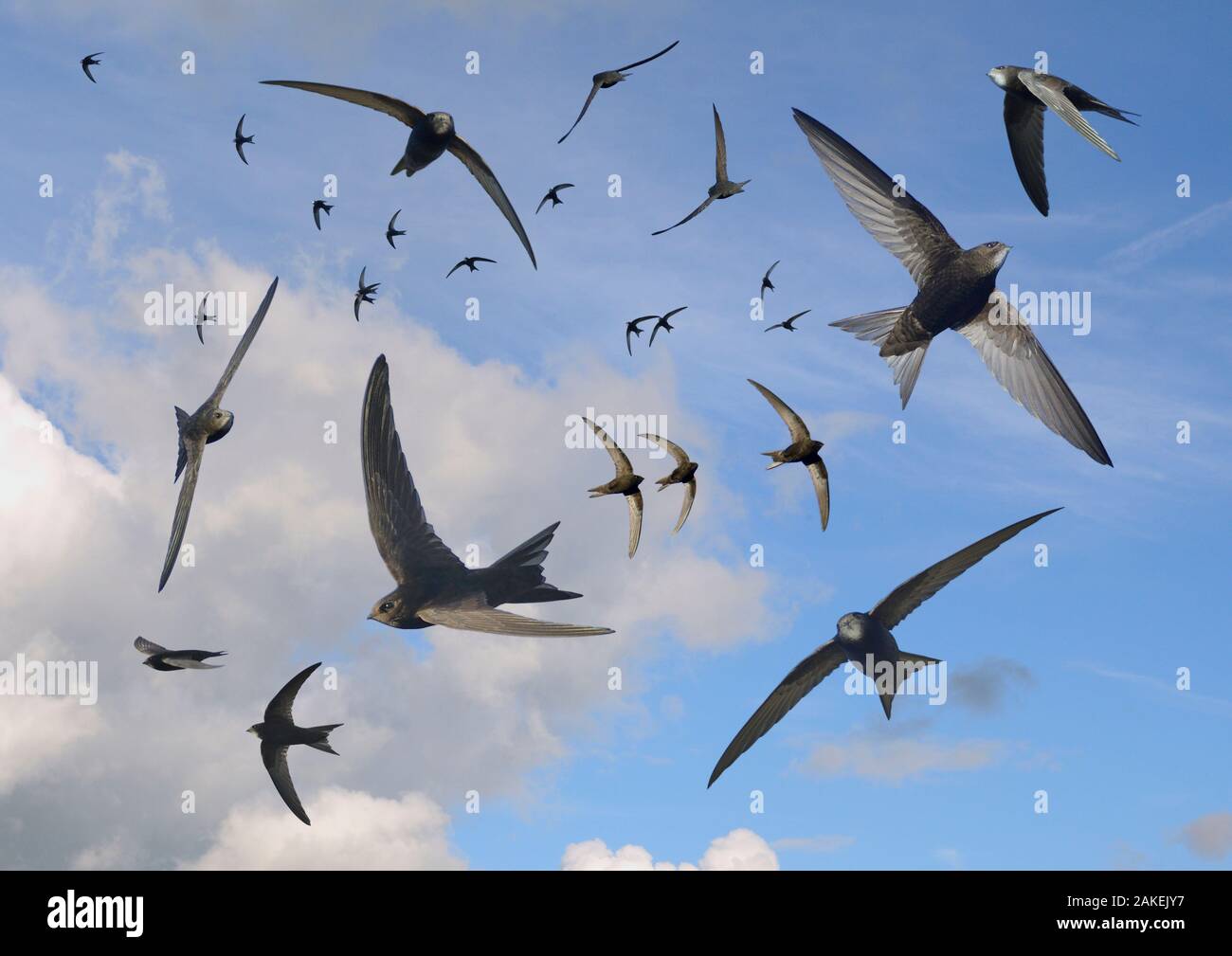 Common swifts (Apus apus) flying overhead, Wiltshire, UK, June.  Digital composite image. Stock Photo