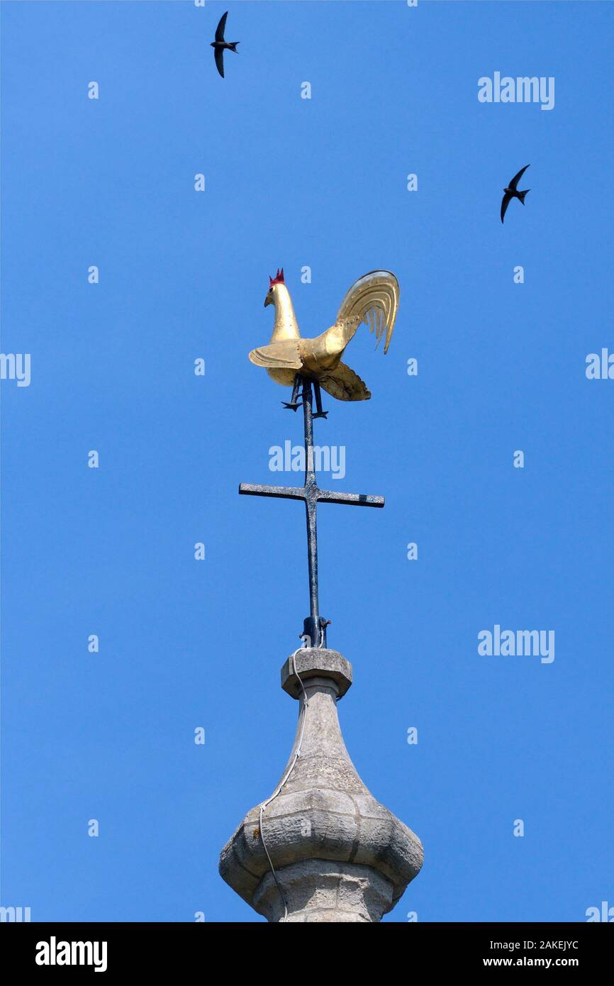 Common swift (Apus apus) two flying over the weathercock on the spire of Holy Trinity Church, Bradford-on-Avon, Wiltshire, UK, June. Stock Photo
