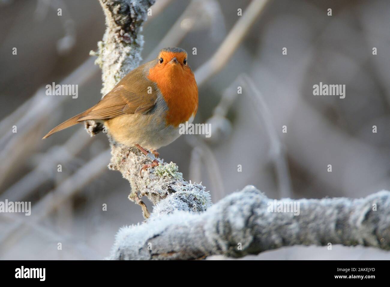 European robin (Erithacus rubecula) perched on a hoar frosted branch on a cold winter morning, Gloucestershire, UK, December. Stock Photo