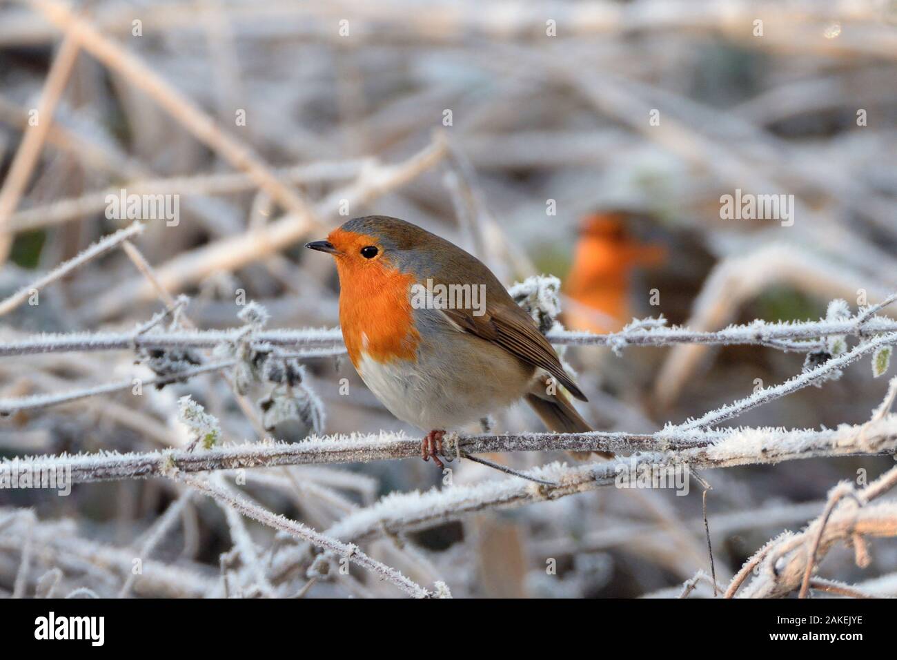 Two European robins (Erithacus rubecula) perched among hoar frosted vegetation on a cold winter morning, Gloucestershire, UK, December. Stock Photo