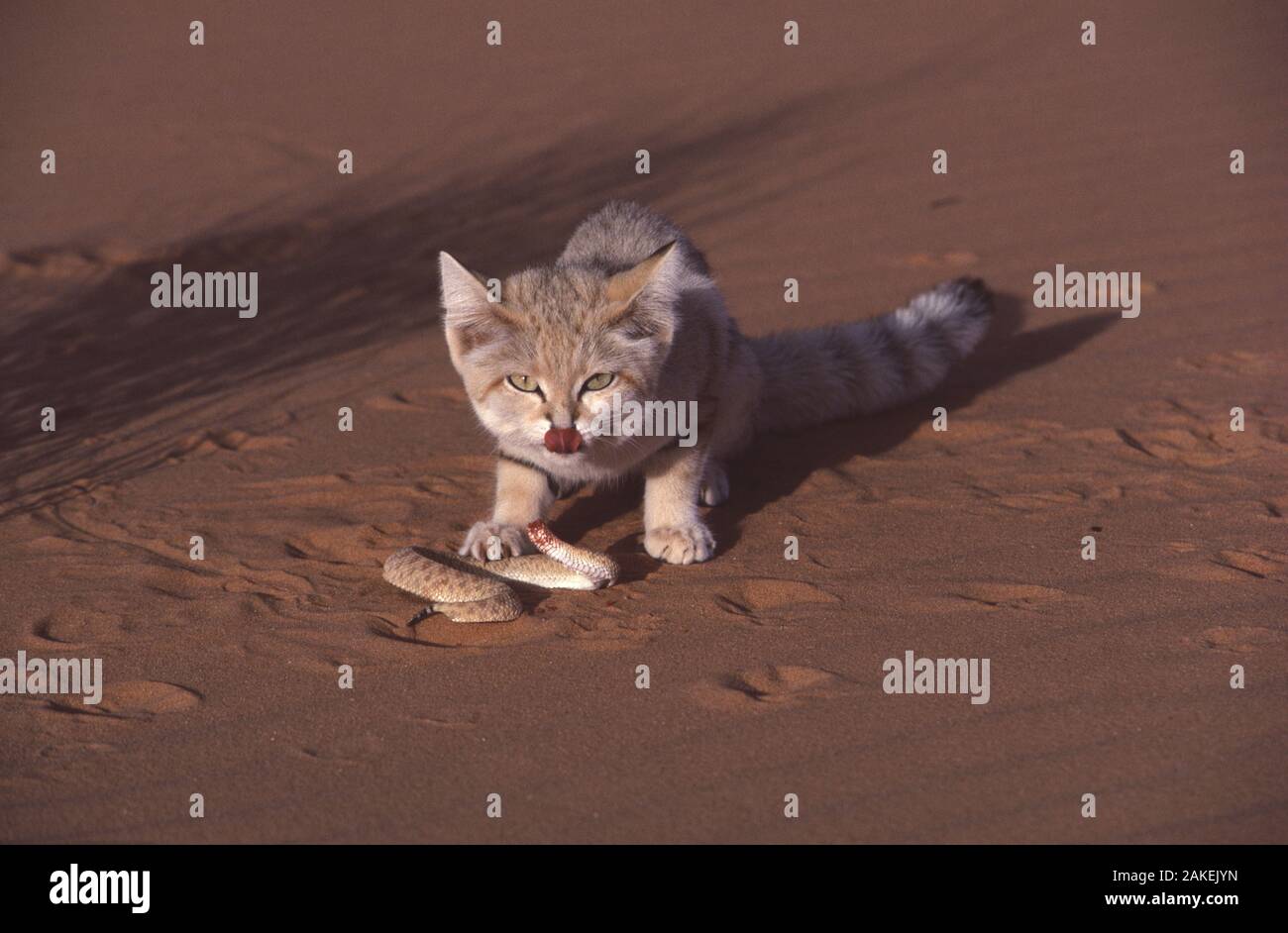 Felis margarita eating hires stock photography and images Alamy