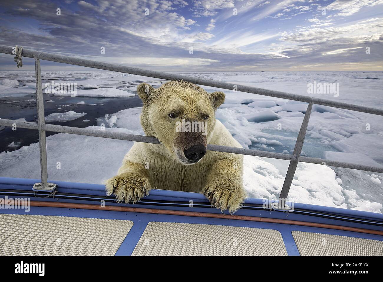 Curious Polar bear (Ursus maritimus) investigating boat, Spitsbergen, Svalbard, Norway, Arctic Ocean. Stock Photo