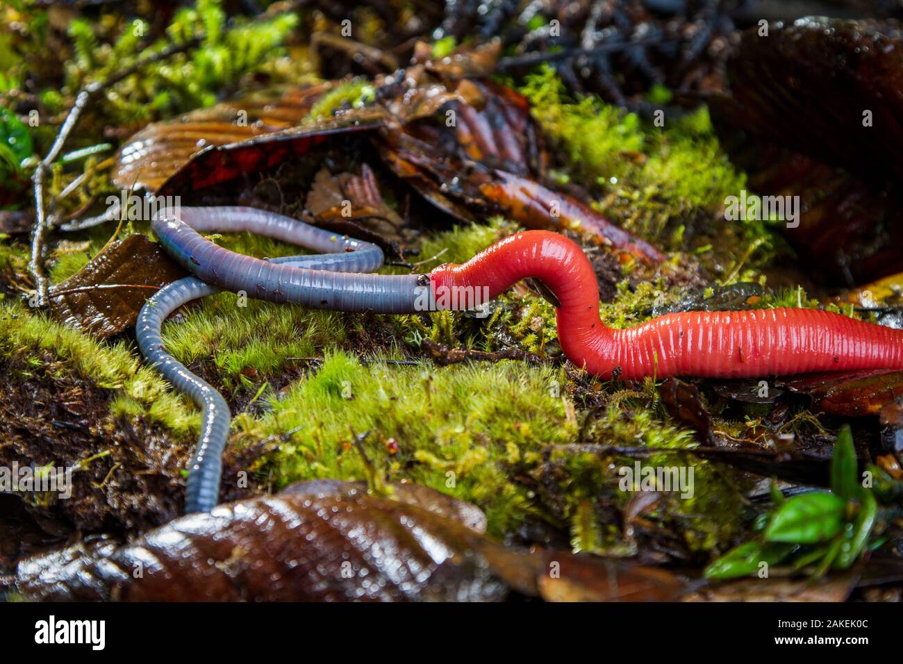 https://c8.alamy.com/comp/2AKEK0C/kinabalu-giant-red-leech-mimobdella-buettikoferi-feeding-on-kinabalu-giant-earthworm-pheretima-darnleiensis-on-mount-kinabalu-borneo-2AKEK0C.jpg