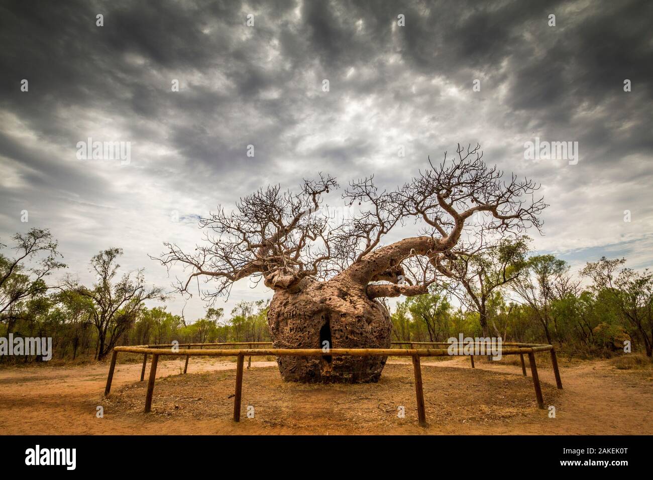 Boab or Australian Baobab tree (Adansonia gregorii) the 'prison tree' used as a prison for aboriginal people on their way to sentencing, 1800s.  Derby, Western Australia. Stock Photo