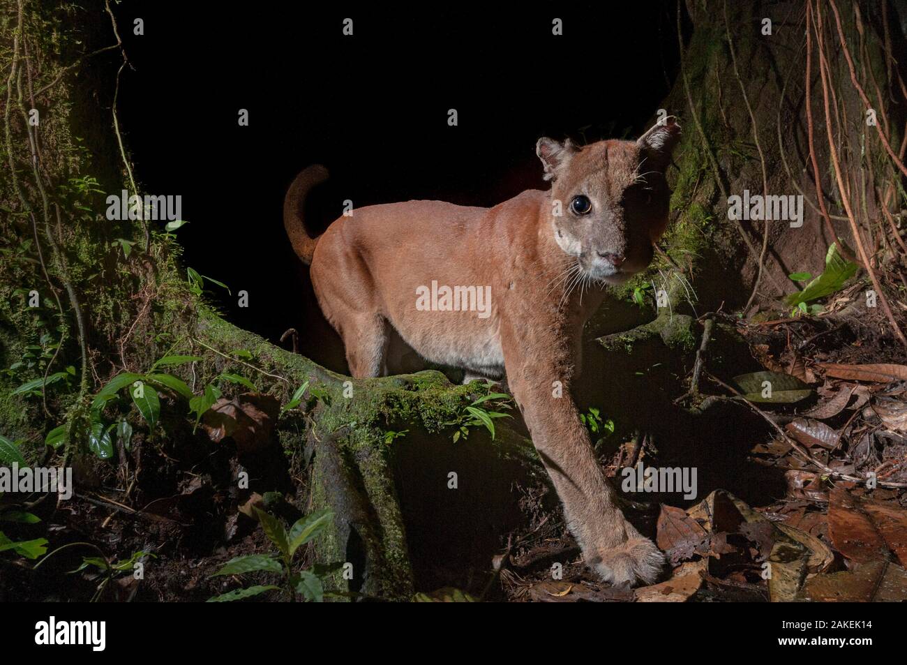 solo medida Lobo con piel de cordero Puma rainforest hi-res stock photography and images - Alamy