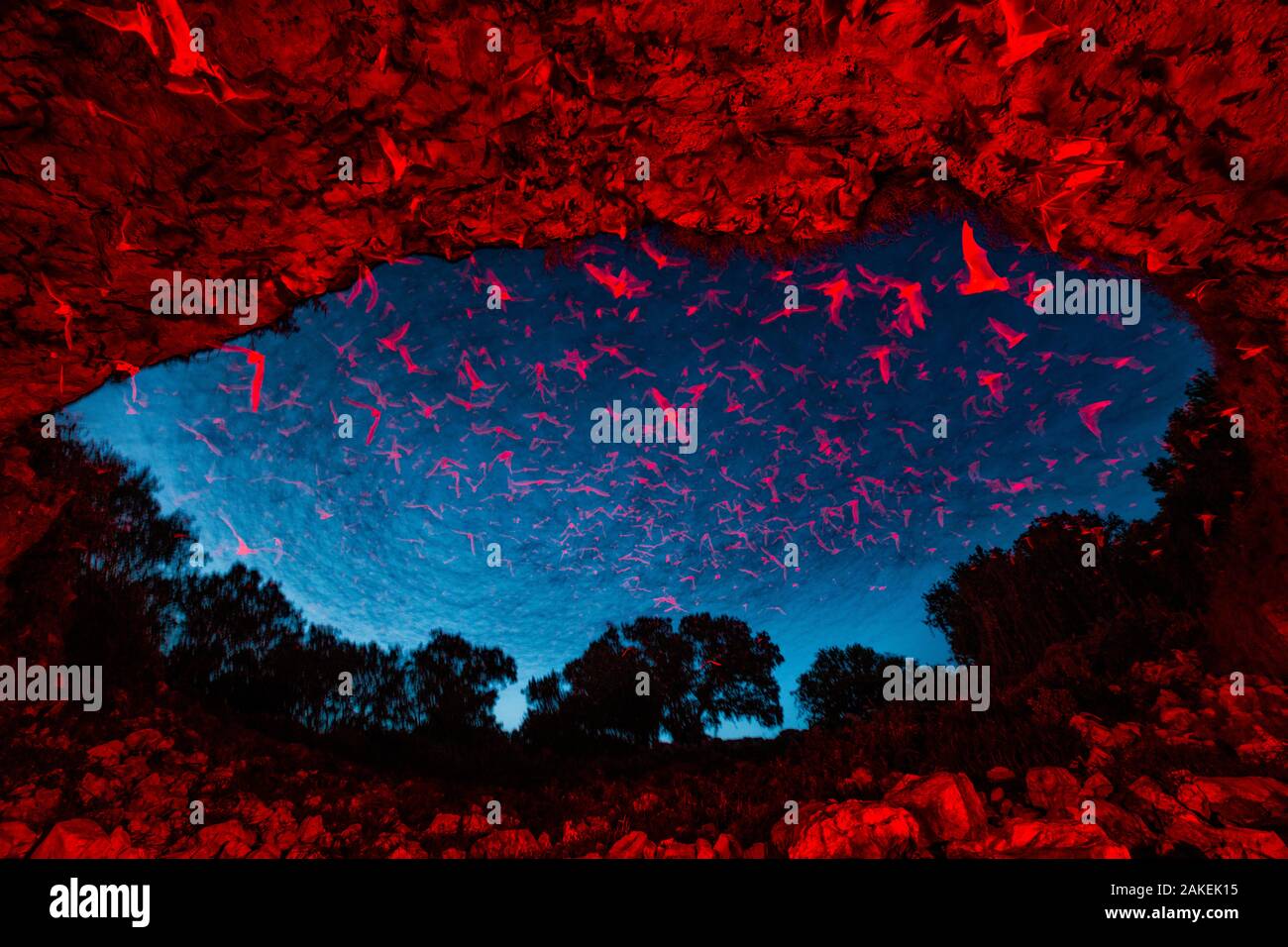 Mexican free-tailed bats (Tadarida brasiliensis) leaving maternity