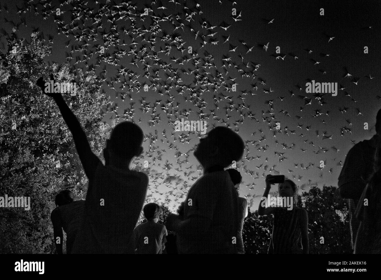 Black and white image of tourists viewing Mexican free-tailed bats (Tadarida brasiliensis) leaving maternity colony at night to feed. This viewing is organized by Bat Conservation International. Bracken Cave, San Antonio, Texas, USA, June. Bracken Cave is the world's largest bat maternity colony. Stock Photo