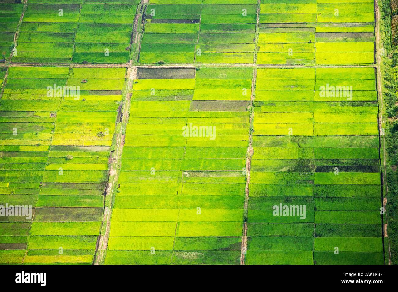 Looking down from the air onto rice paddies in the Shire Valley, Malawi, Africa. Stock Photo
