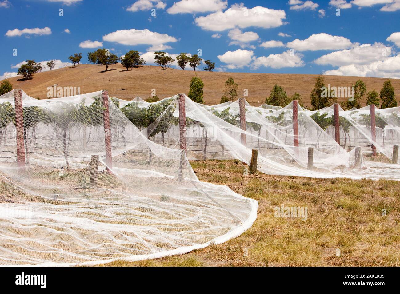 Grape vines near Shepperton, Victoria covered with netting  to protect them from birds. Australia. February 2010. Stock Photo