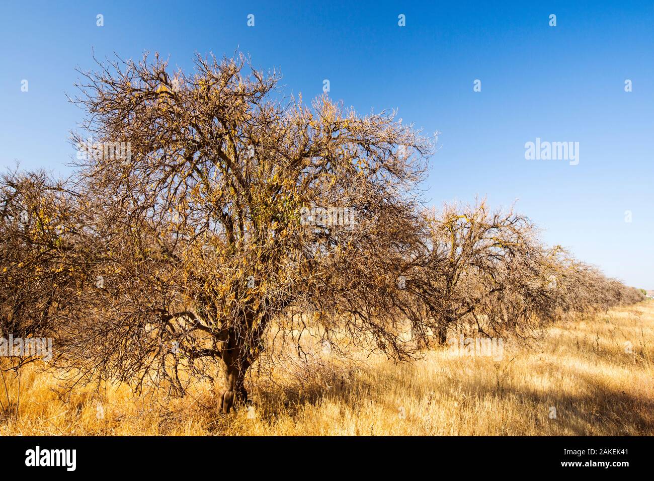 Abandoned dead and dying Orange trees that no longer have water to irrigate them near Bakersfield, California, USA. October 2014. Stock Photo