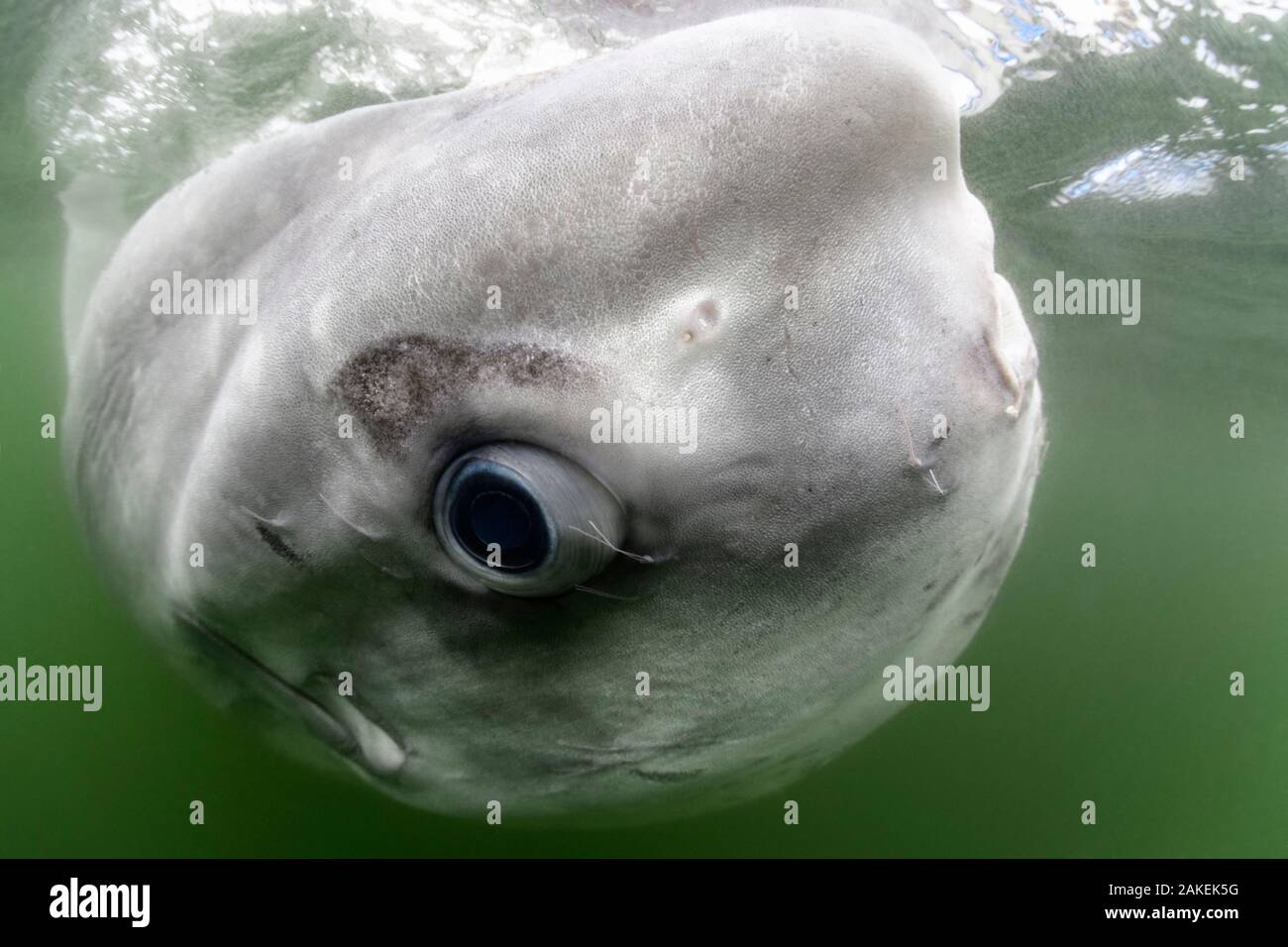 Ocean sunfish (Mola mola) close up whilst relaxing at waters surface, South Africa, Atlantic Ocean. Stock Photo