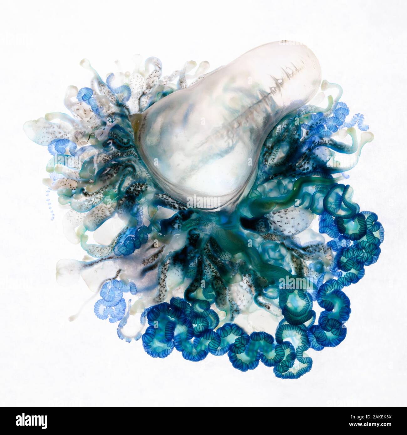 Top-down view of an Indo-Pacific Portuguese Man-of-War (Physalia utriculus). This is one of many thousands that were part of a mass stranding in South Africa. Atlantic ocean. Stock Photo