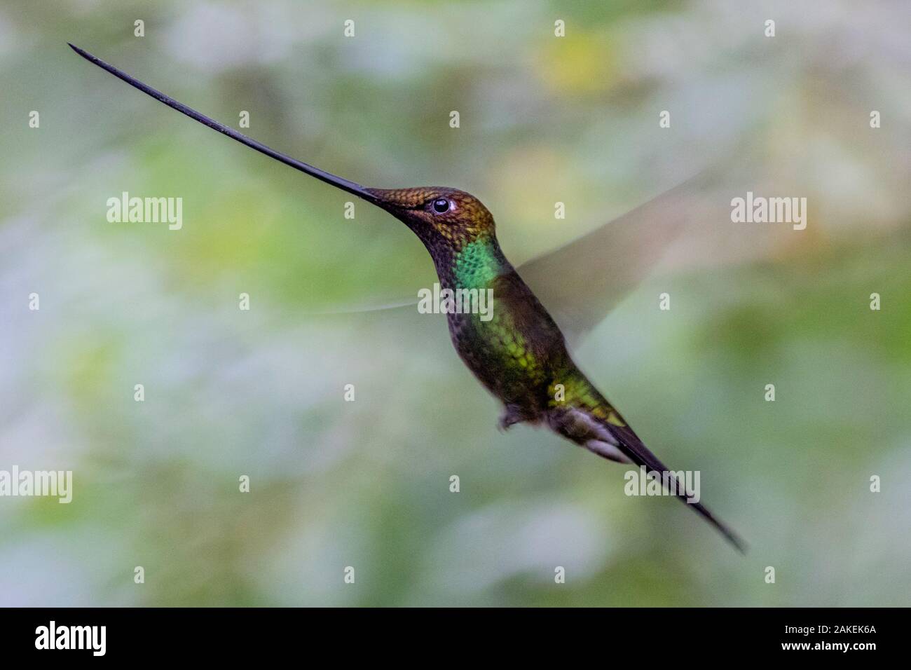 Sword billed hummingbird (Ensifera ensifera) in flight, Guango, Napo, Ecuador. Stock Photo