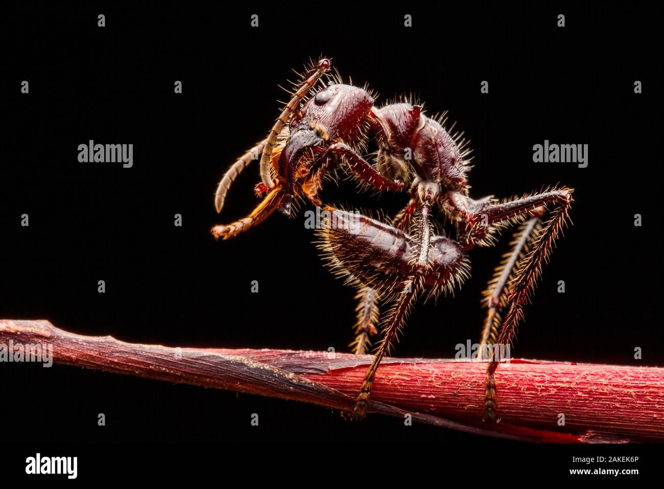 Bullet ant (Paraponera clavata) grooming, Tambopata, Madre de Dios, Peru. Stock Photo