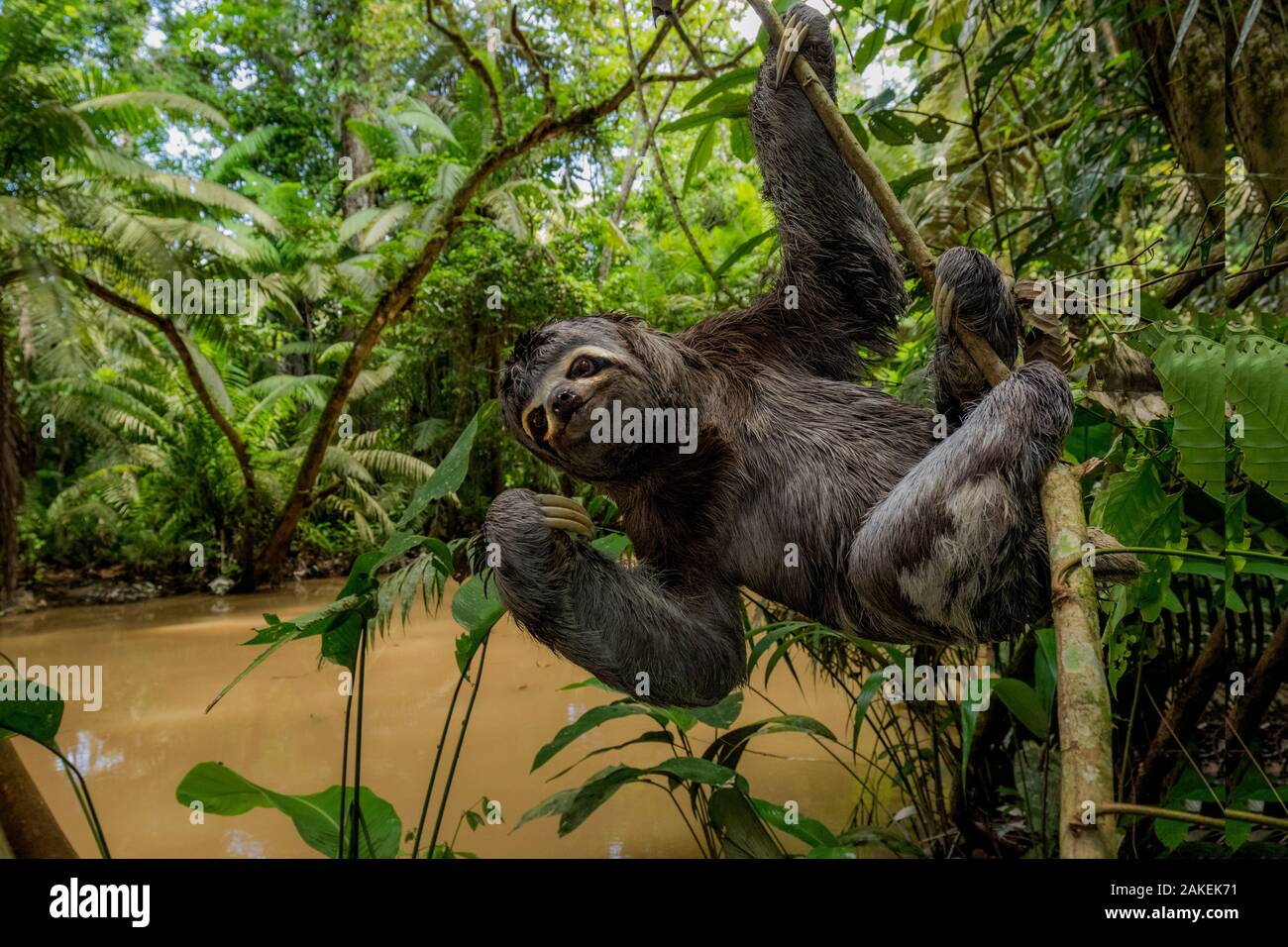 Brown throated three toed sloth (Bradypus variegatus) hanging from branch, Yasuni National Park, Orellana, Ecuador. Stock Photo