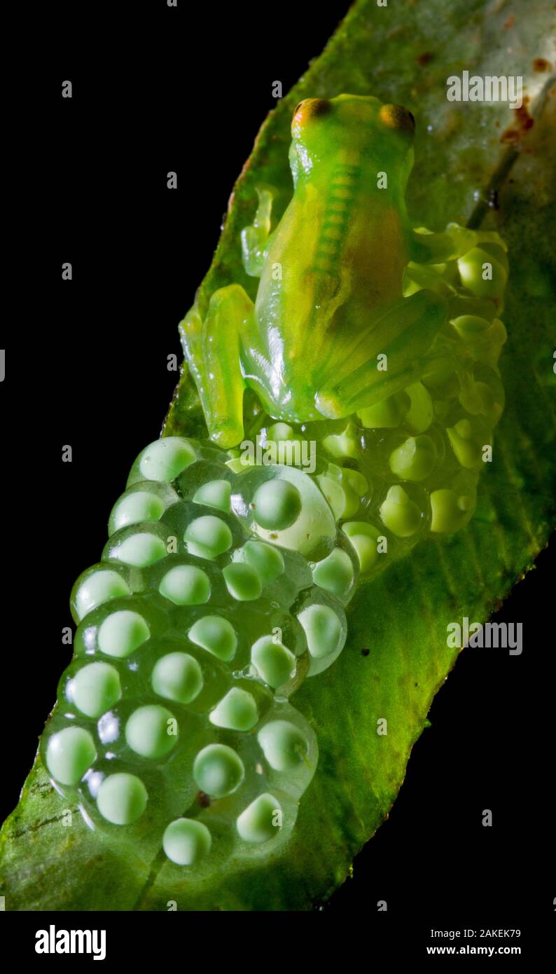 Centrolene ecuador hi-res stock photography and images - Alamy